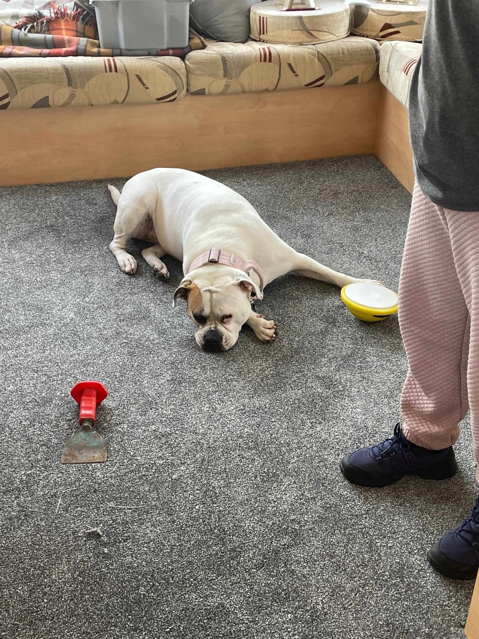 Caesar Saxony Grey Carpet